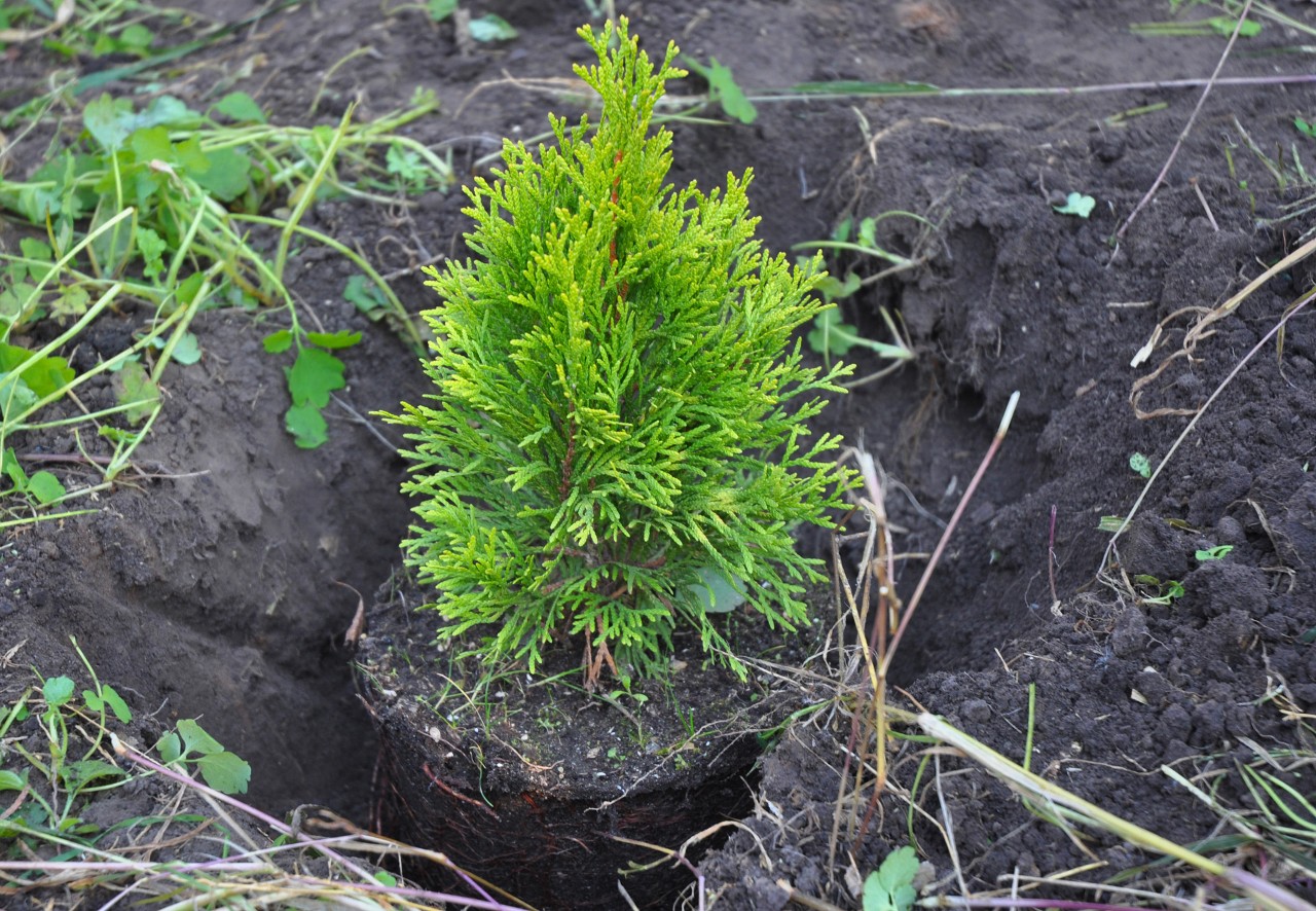 Replanting a small hedge to fill in gaps