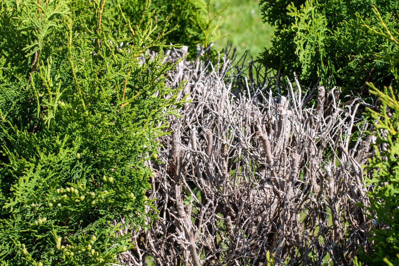 Bare, dried gap in hedge