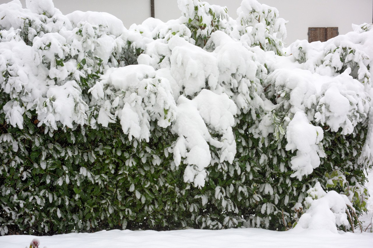 A dense blanket of snow presses heavily on the branches of a hedge