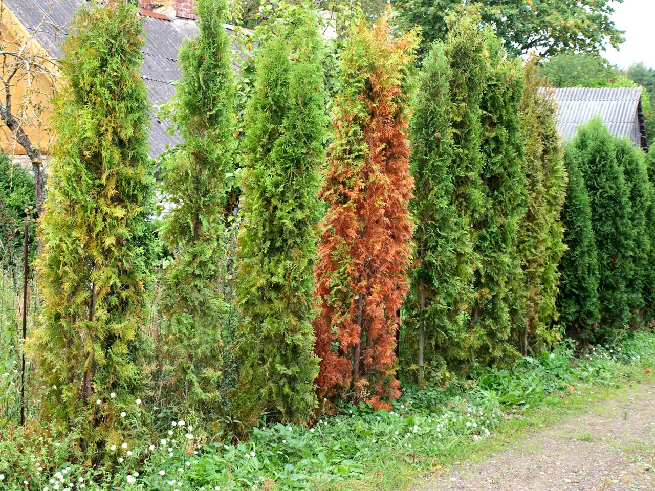 Diseased, dry hedge with gaps after a fungal disease