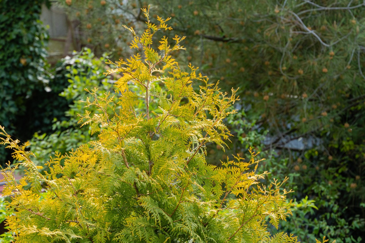 Thuja hedge without any blite, showing the bronze colouration that is typical for winter