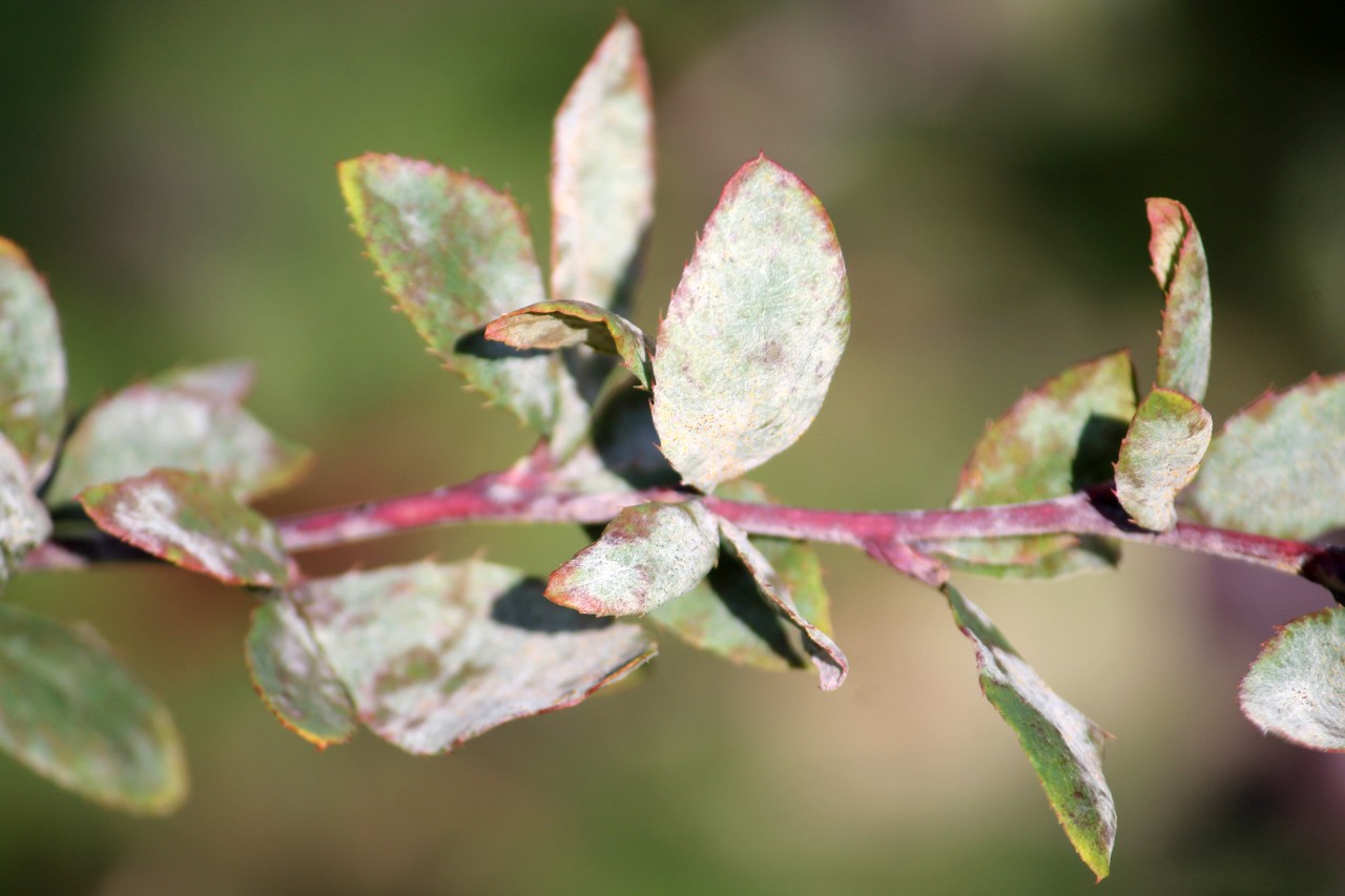 Close-up of leaves from a hedge contaminated with mildew