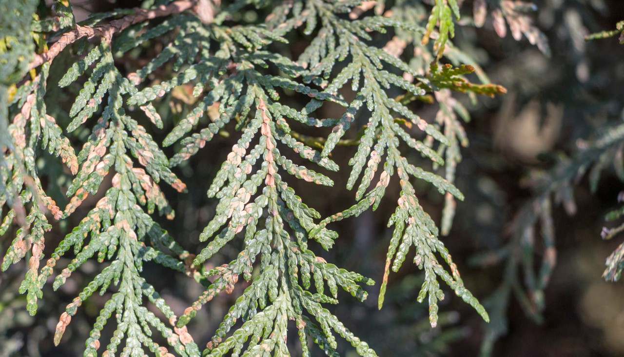 Close-up of a hedge with cedar leaf blight