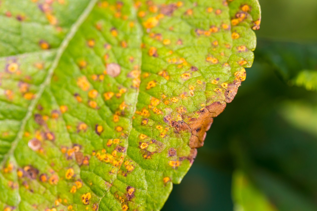 Close-up of a hedge leaf with leaf spot