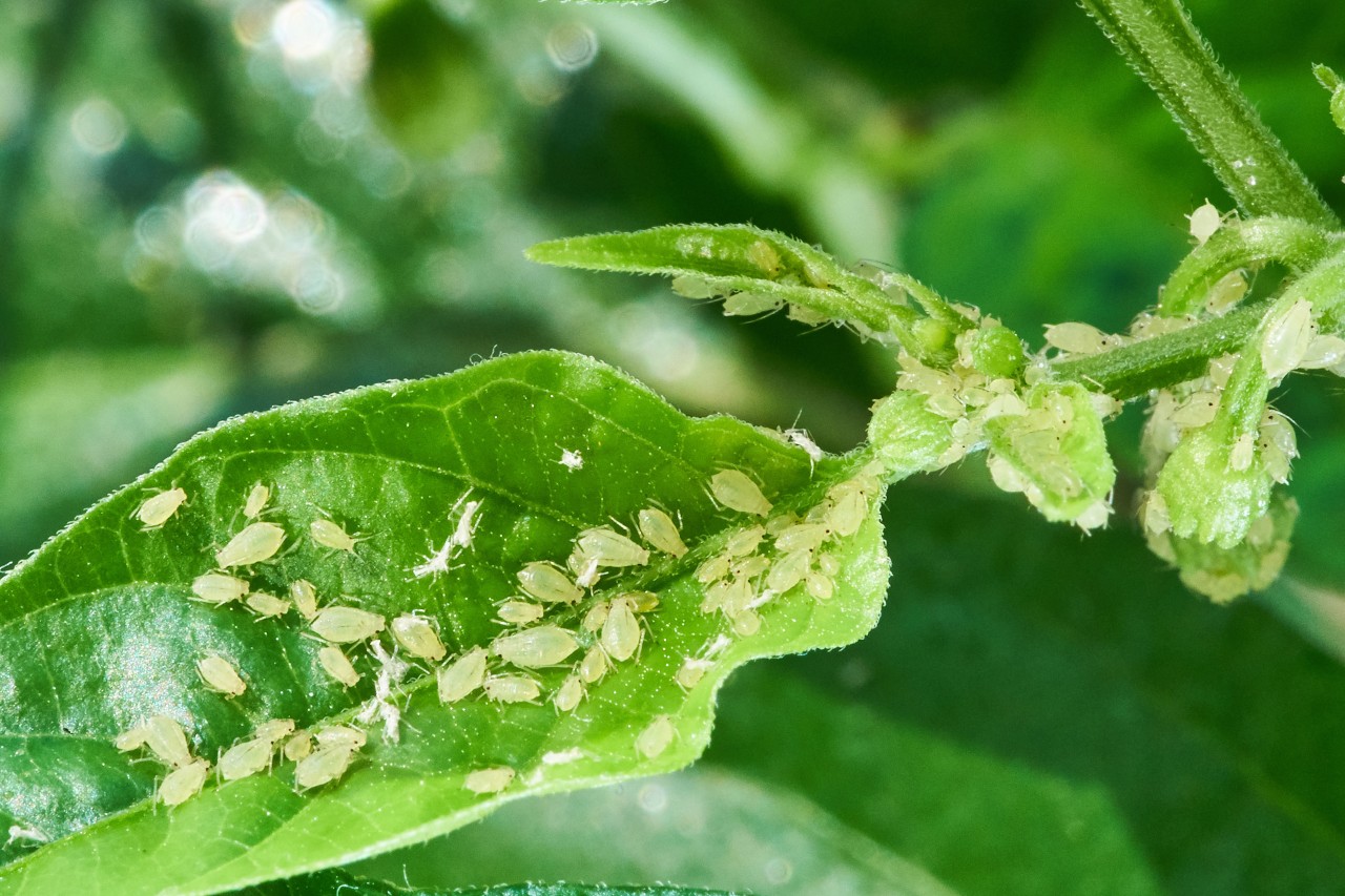 Aphids on a leaf of an infested hedge