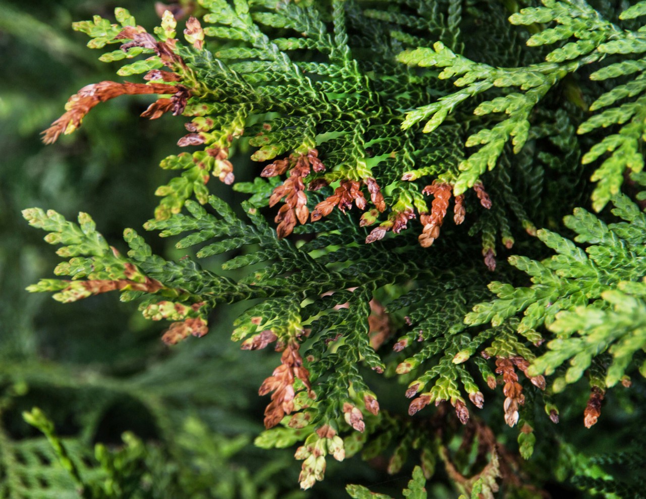 Close-up of brown tips of the branches of a thuja hedge after infestation with the thuja mining moth