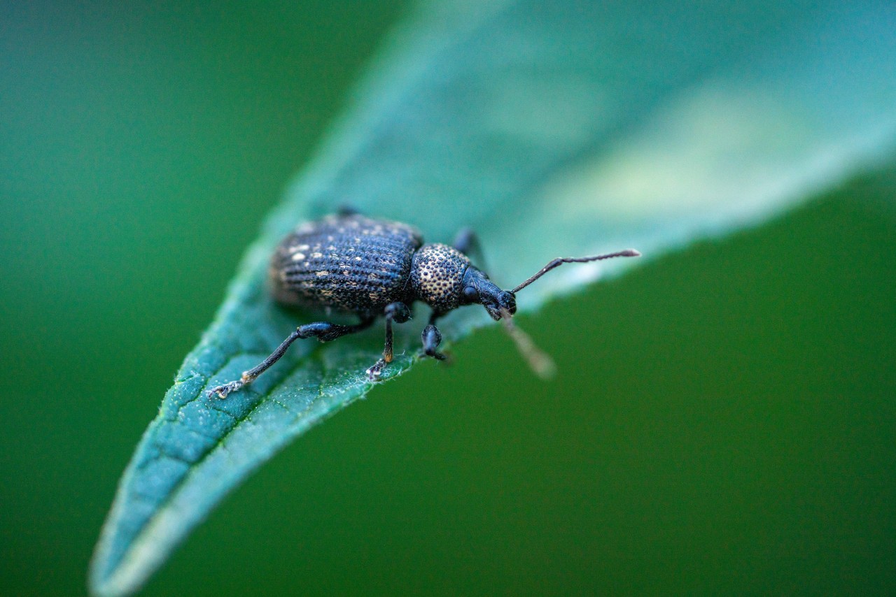 Close-up of a black vine weevil on the leaf of a hedge