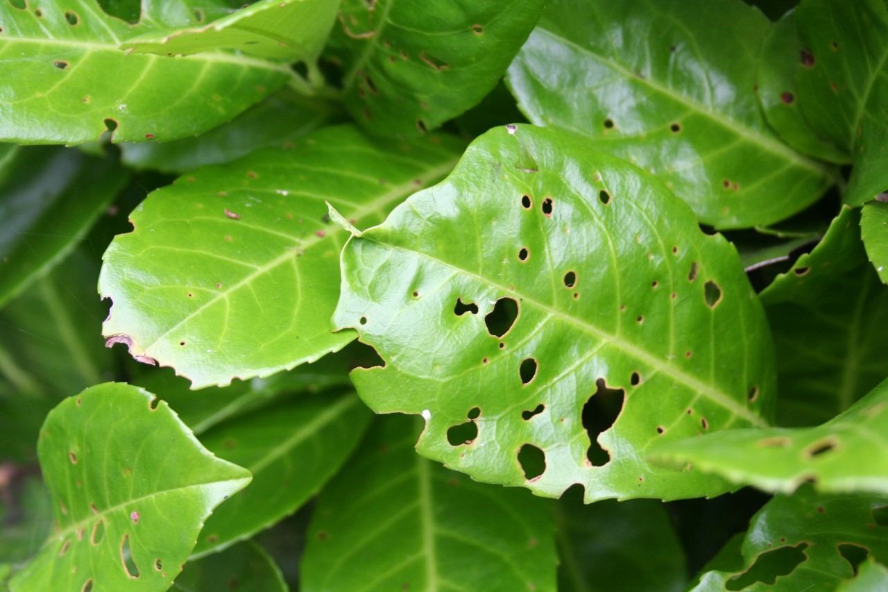 Leaves of a hedge with shot hole disease