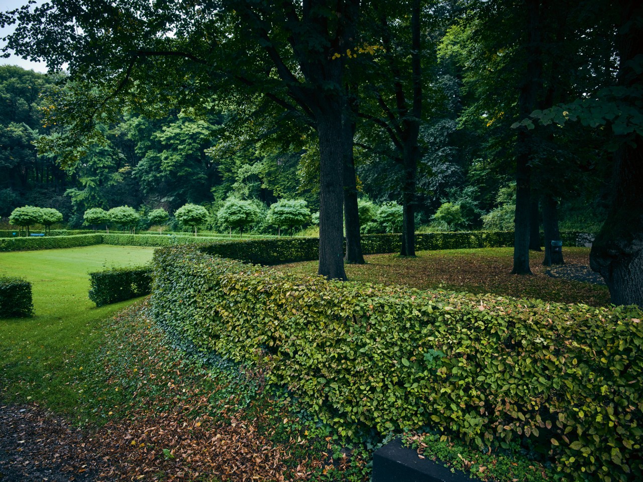 Box hedge encloses group of trees in a large garden
