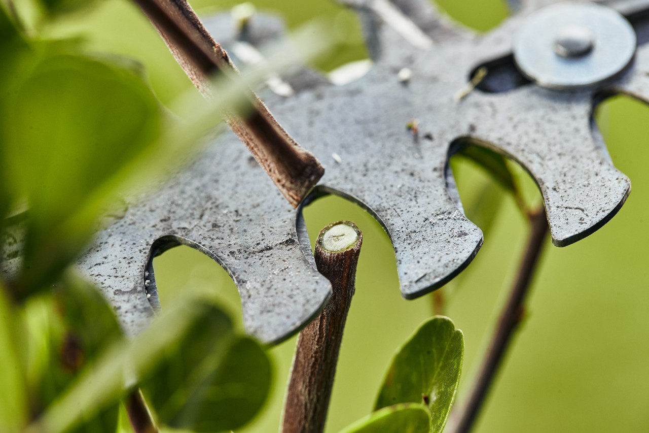 Close-up: STIHL HSA 26 cordless hedge trimmer blades cutting through stems