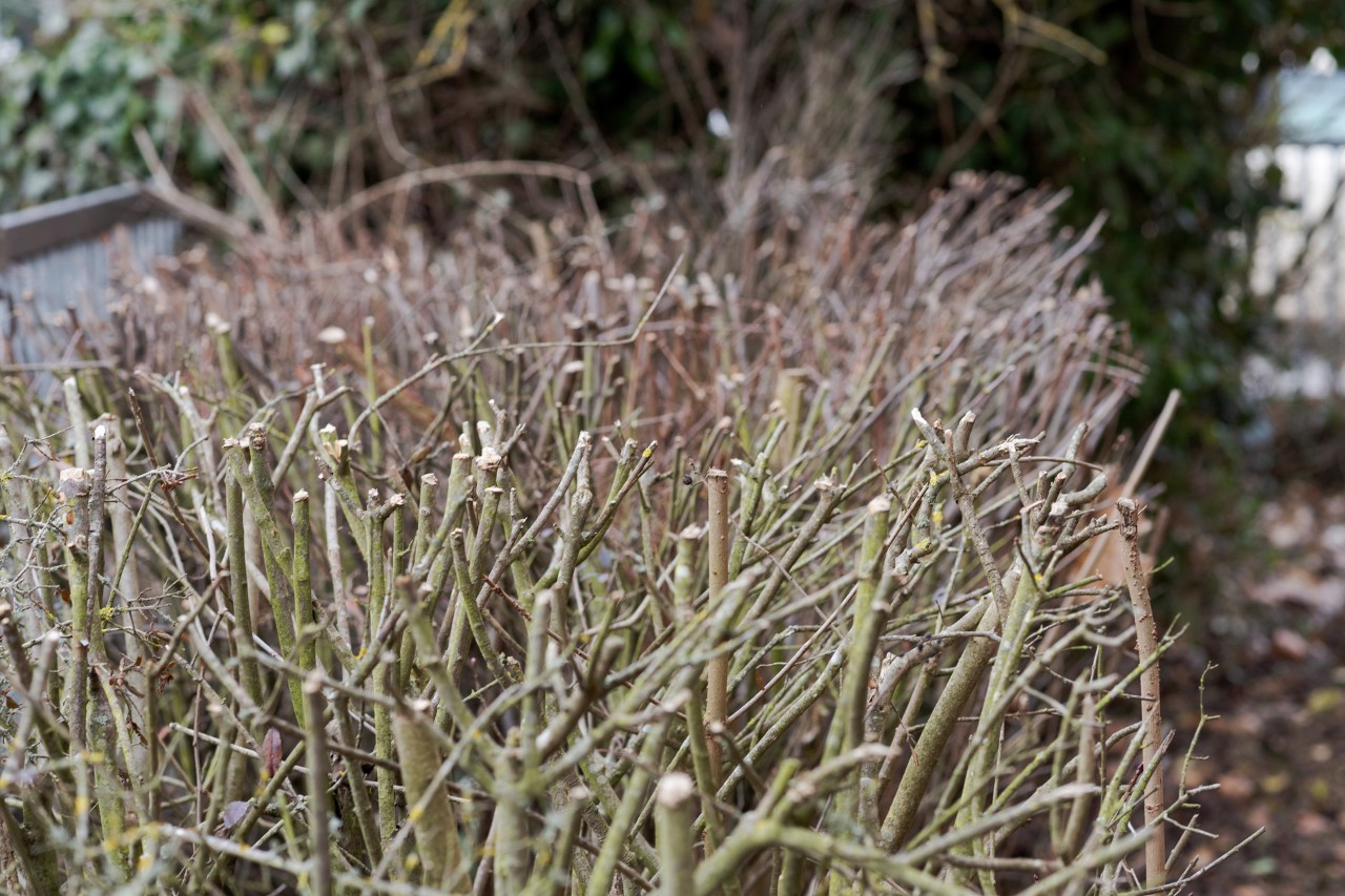 Dry hedge wood