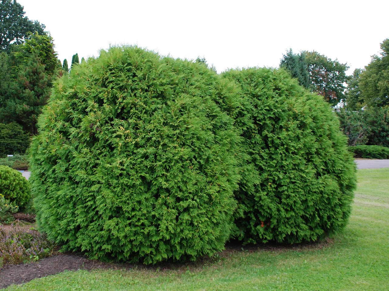 Two round trimmed thuja hedges in a maintained park