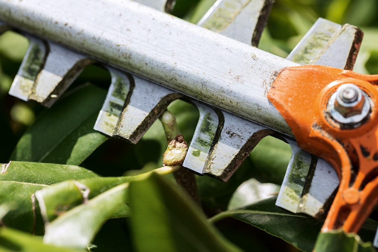 Close-up of the teeth of a STIHL HS 82 hedge trimmer and a cut stem