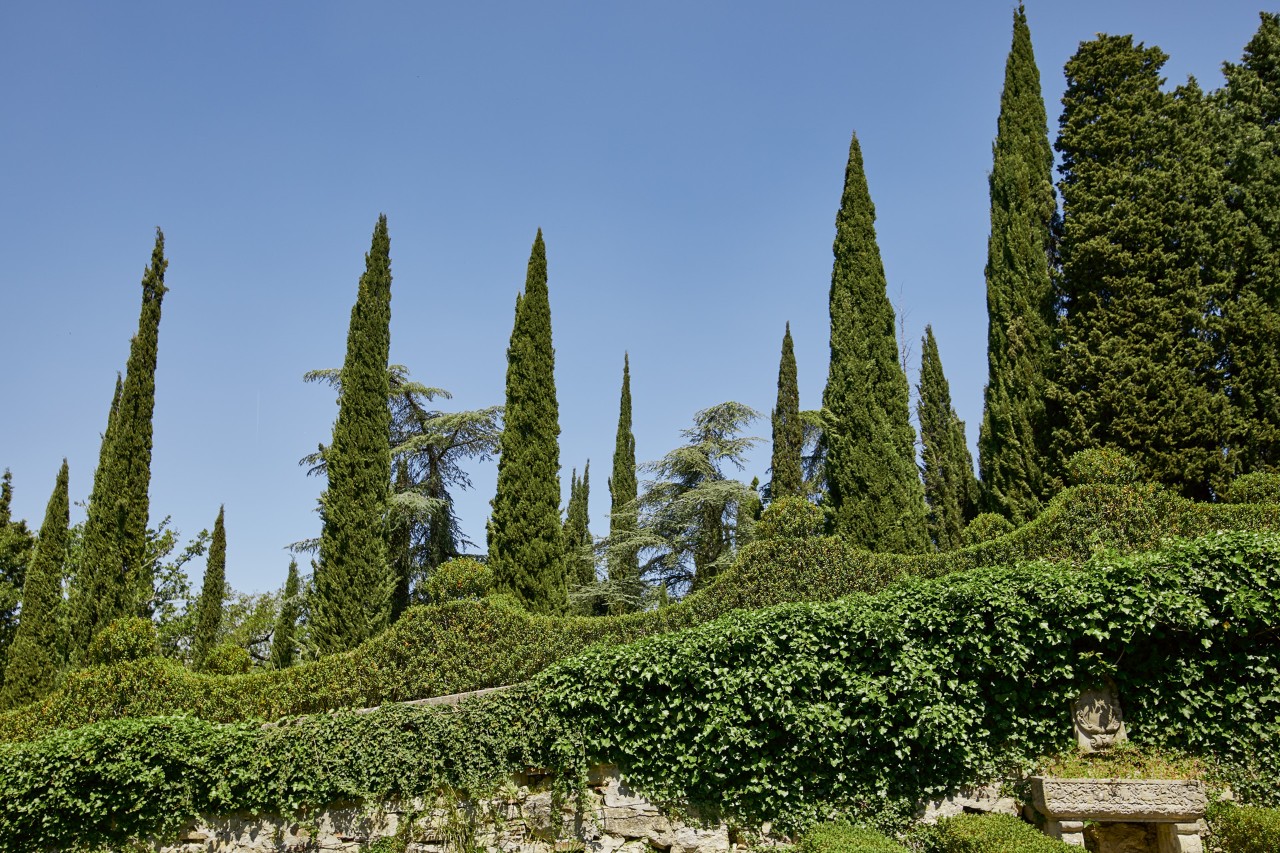 Tall thuja hedges behind a wall overgrown with plants