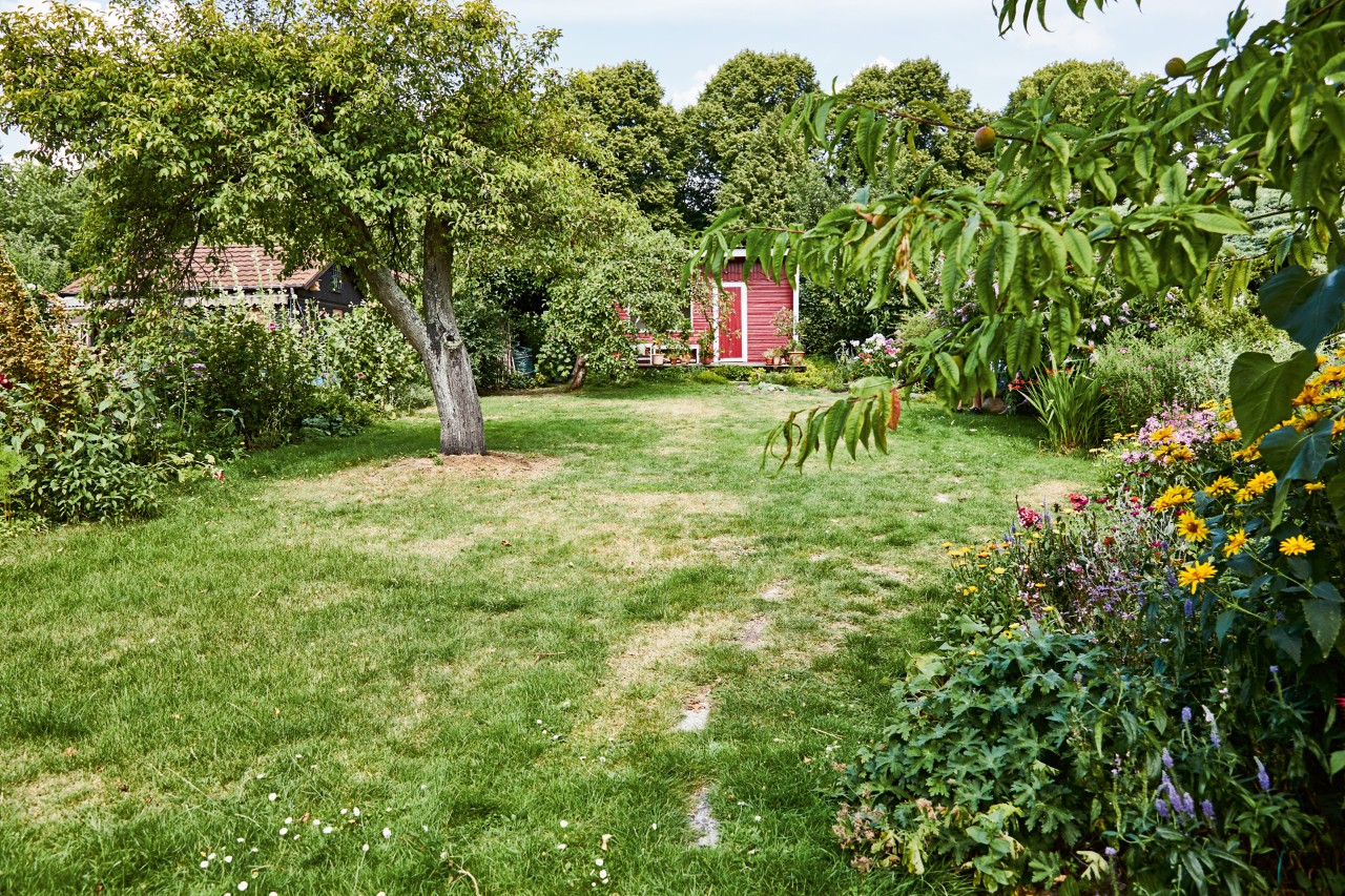 A large plot with green lawn, trees, flowers and a small red shed