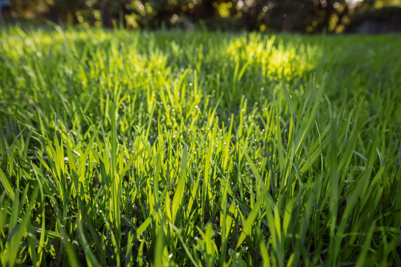 Close-up of green grass in sunshine