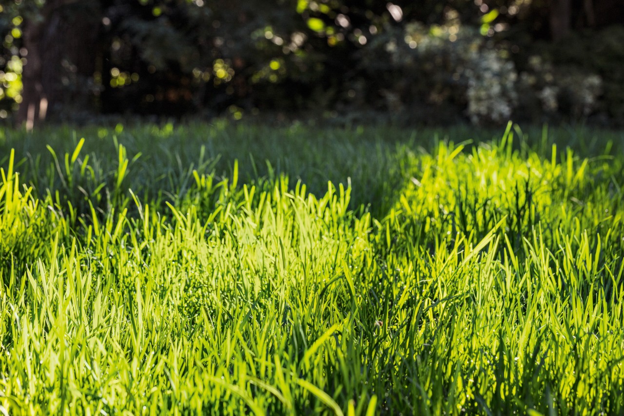 Green grass with dappled sunlight on it