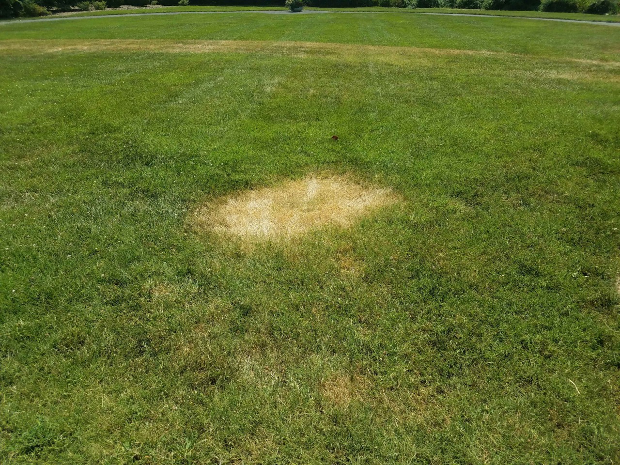 View of a lawn with brown patches due to dollar spot