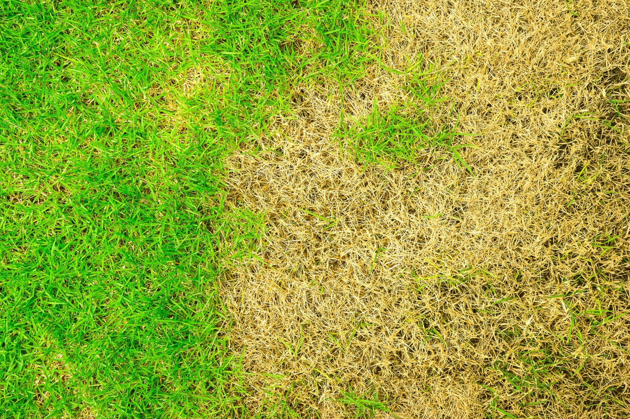 View of pale-green lawn with brown patches due to dieback