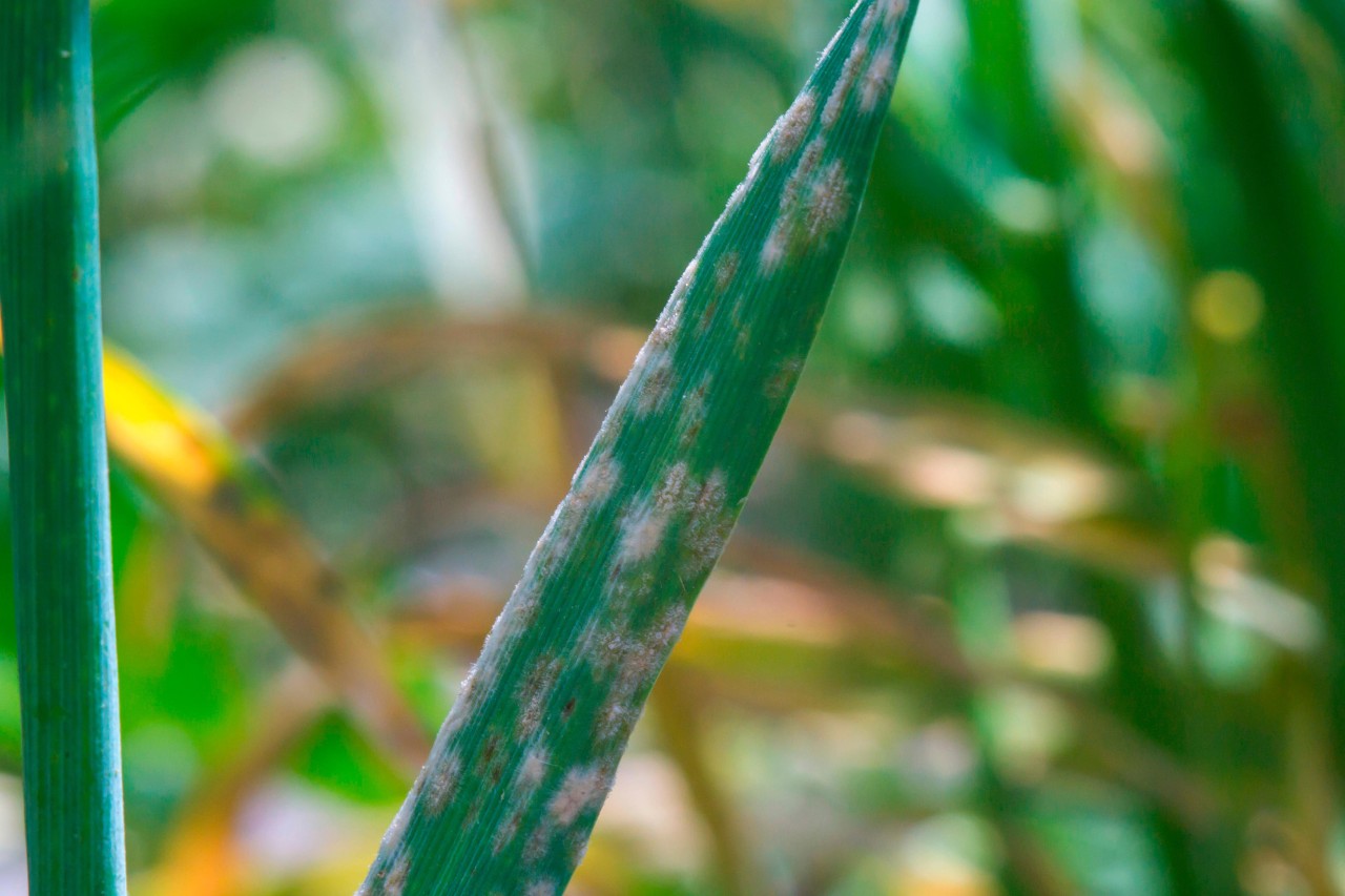 Close-up of a blade of grass with white and brown spots due to powdery mildew