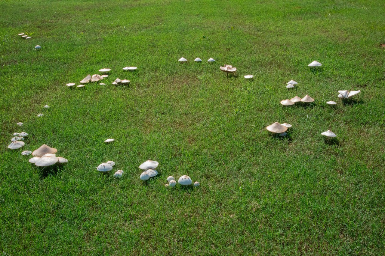 A view of a lawn with a fairy ring of mushrooms