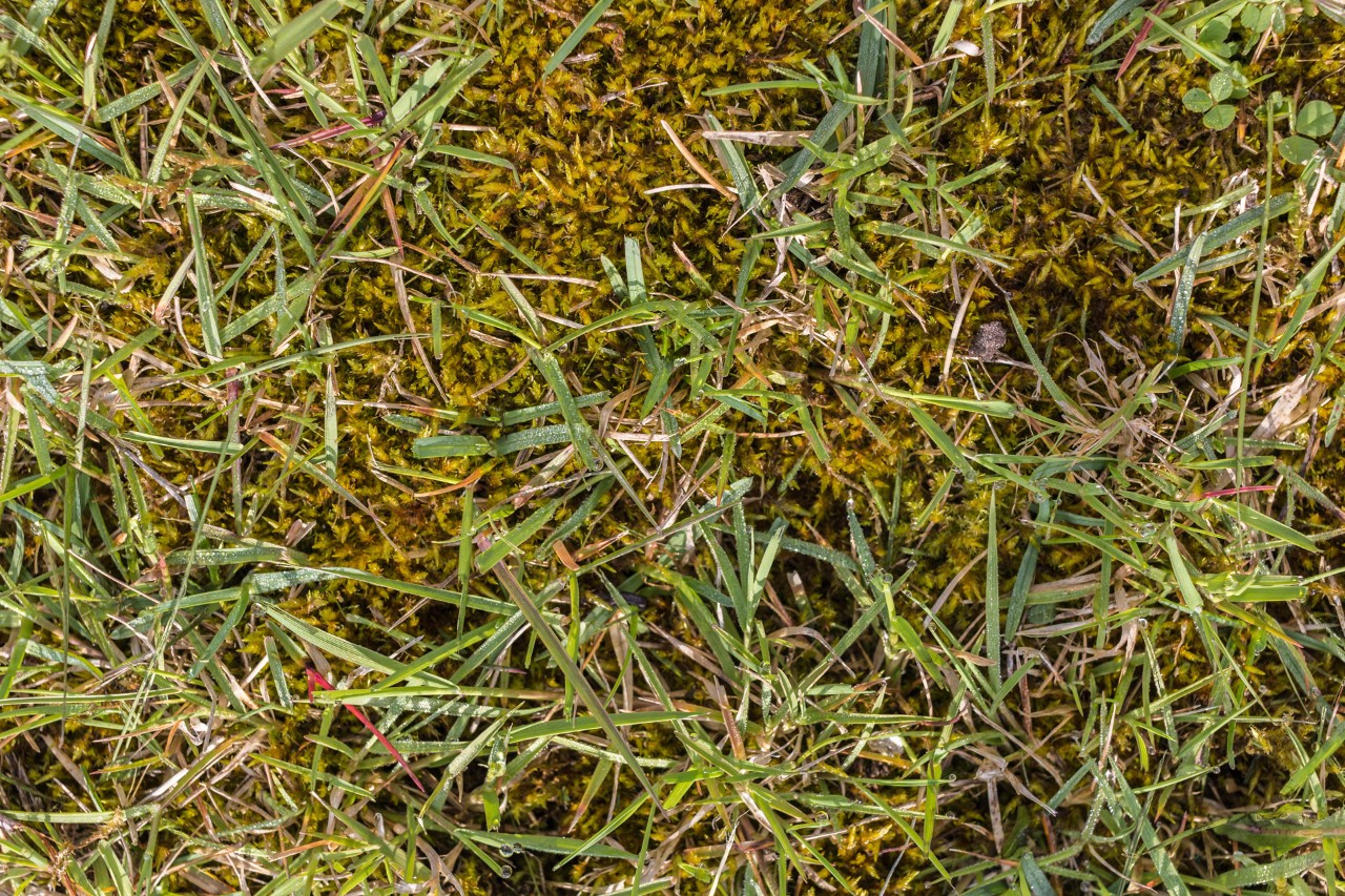 Close-up view of grass with moss growing underneath