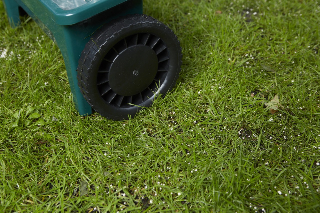 A close-up of grass with fertiliser pellets visible