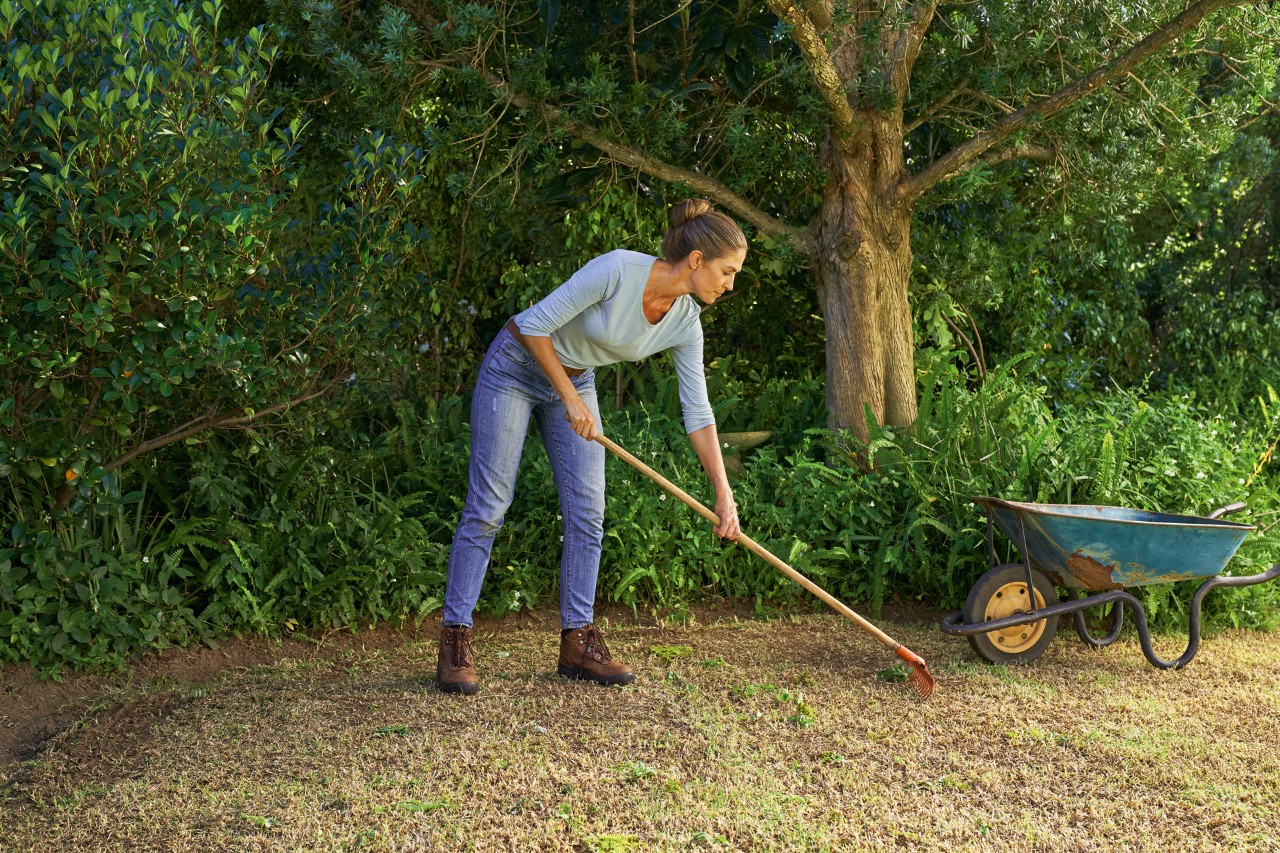 To renew the lawn, a woman scrapes weeds out of the ground with a rake. 