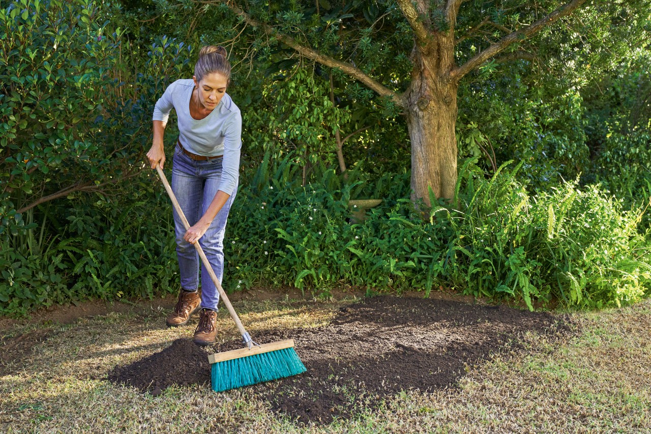 Woman spreads seed-soil mixture on lawn with a broom to renew the lawn