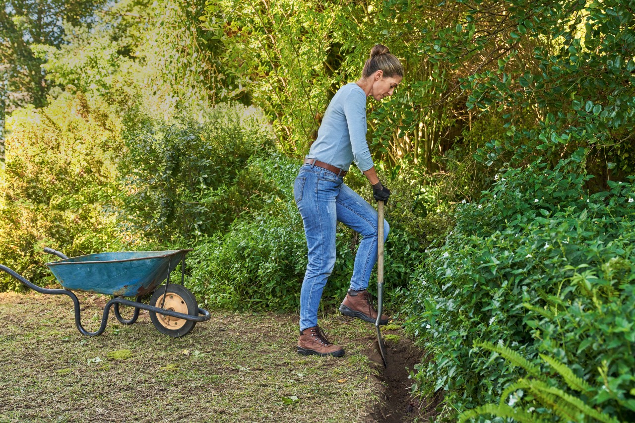 Woman digging a trench at the edge of a lawn with a spade in order to subsequently renew the lawn.