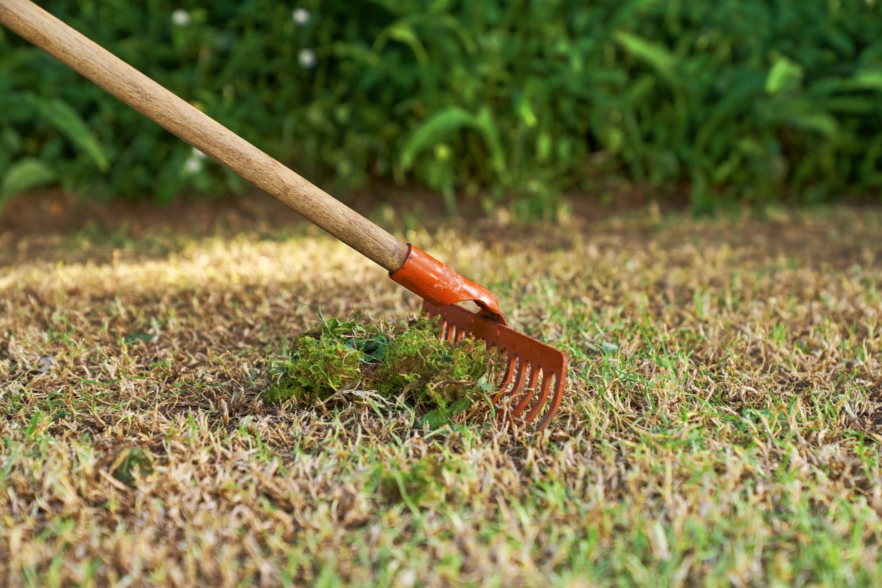 Weeds are raked away to renew the lawn