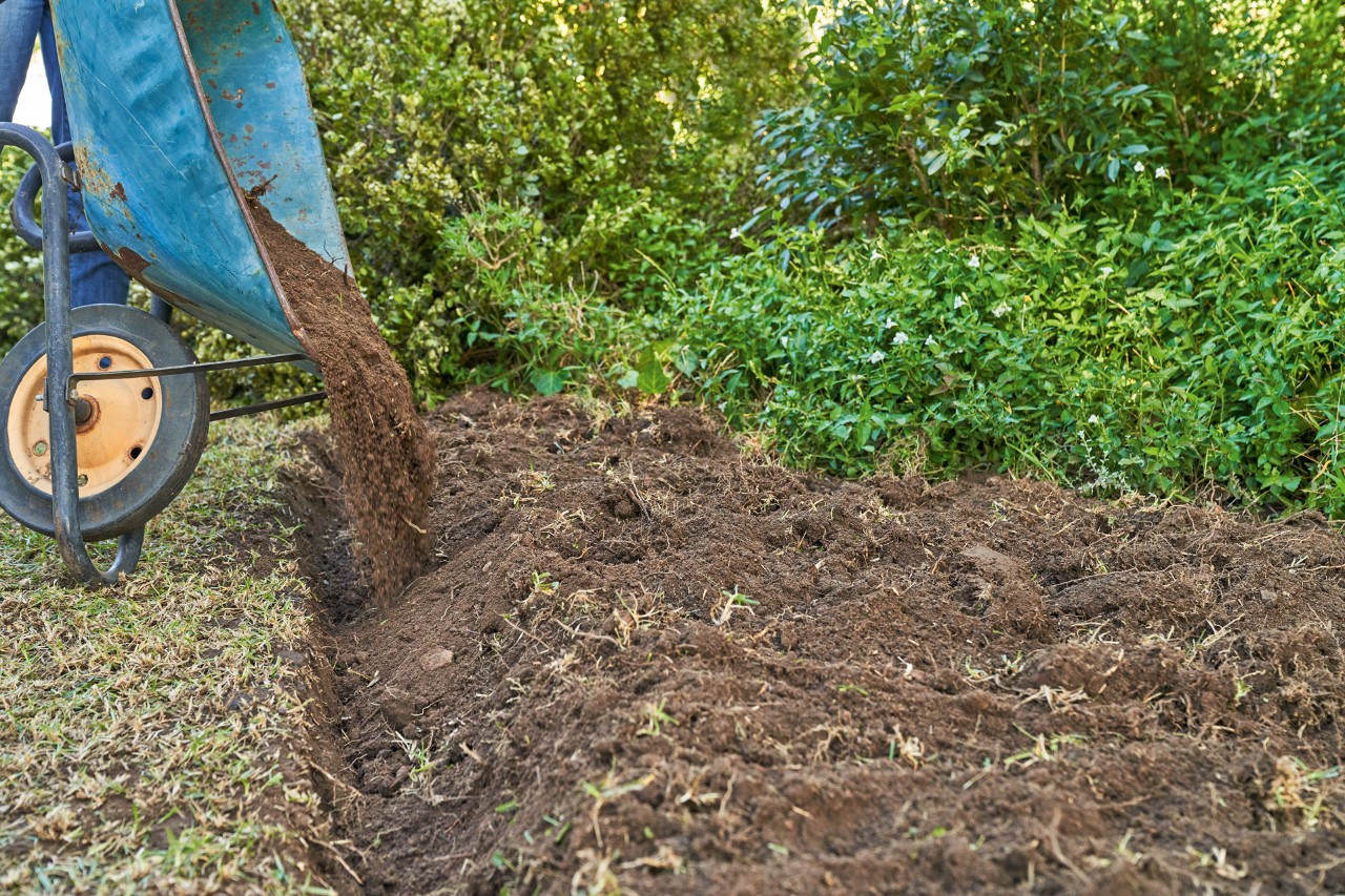Excavated soil is poured into prepared trench with a wheelbarrow to renew lawns