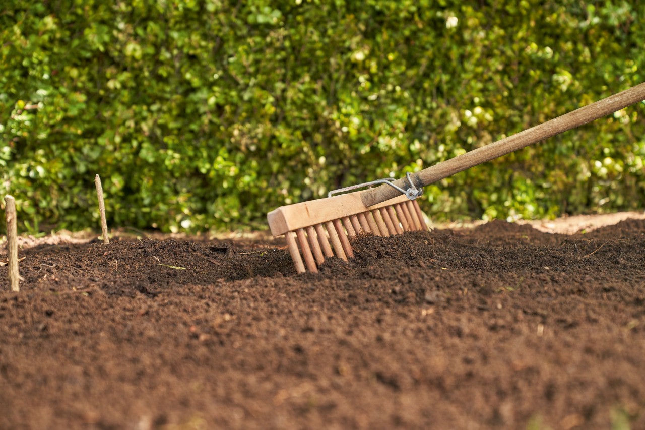 Earth is smoothed with a rake to renew lawns 