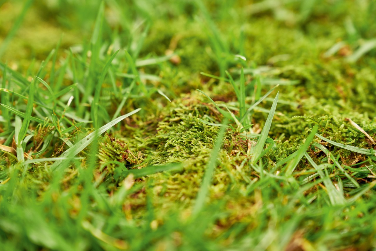 Close-up of moss growing in a lawn