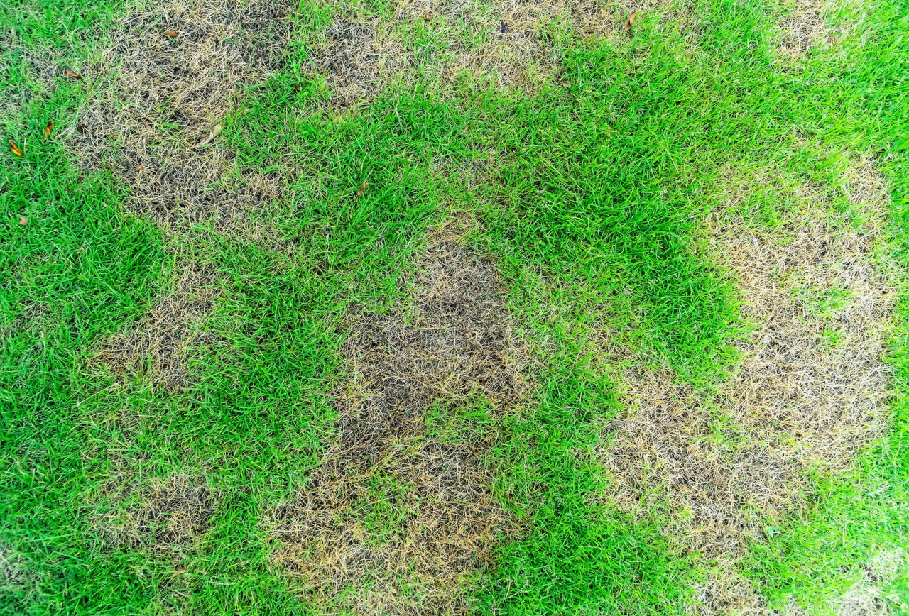 Close-up of a lawn with patches of dead grass