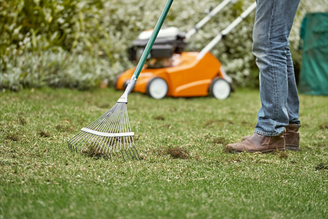 A person rakes thatch from a lawn that has been scarified, with a STIHL RL 540 lawn scarifier in the background