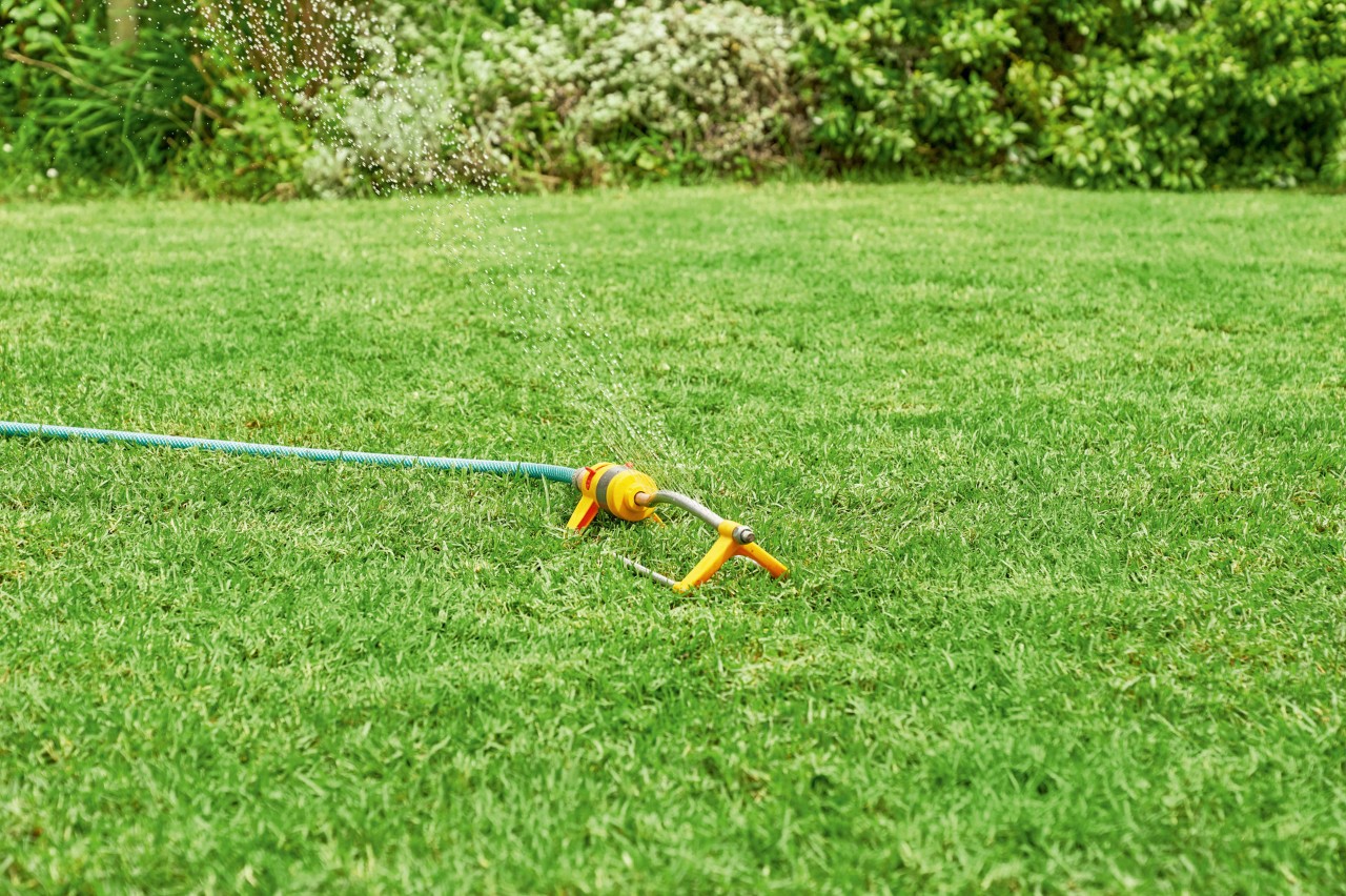 A sprinkler watering a lawn