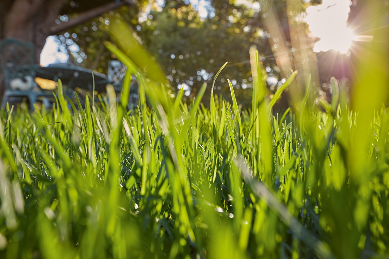 Close-up of blades of green grass in sunshine.
