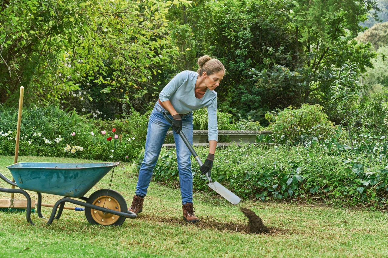 To level out unevenness, a woman shovels soil from a wheelbarrow onto the ground
