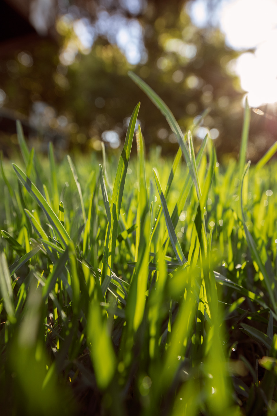 Close-up of blades of grass in sunshine