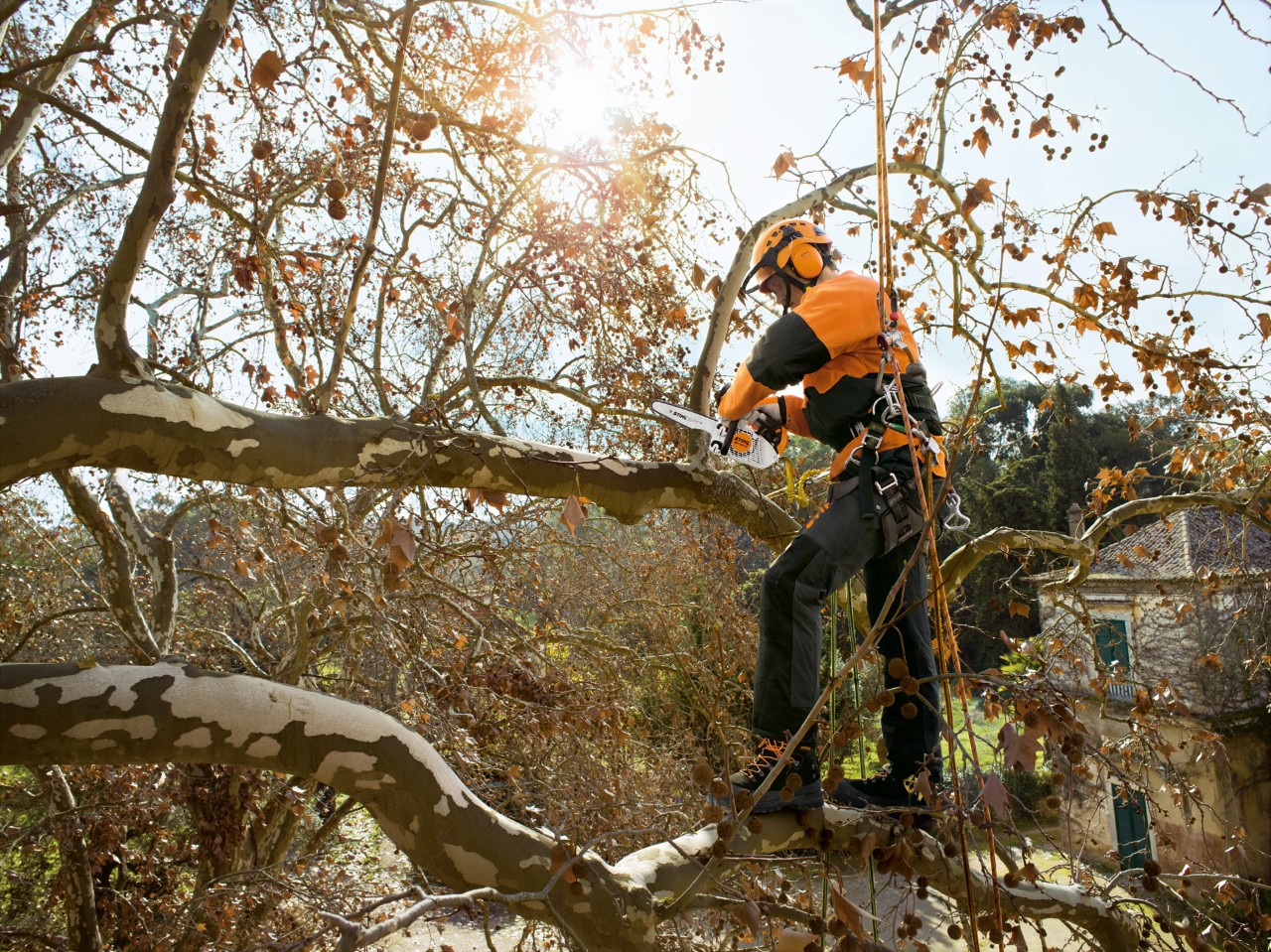 An arborist attached to a harness, working high up in a tree with a STIHL MS 150 chainsaw