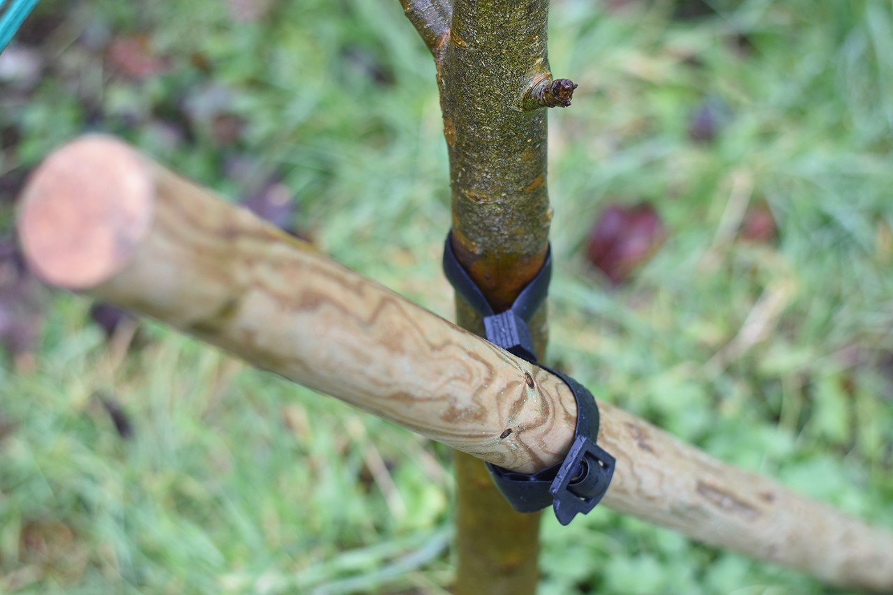 close of young tree supported by stake