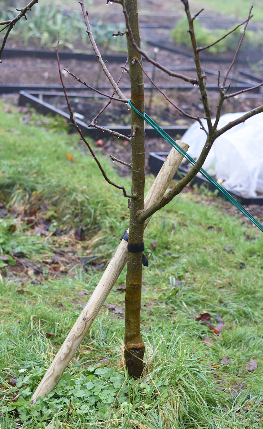 young apple tree supported with angled stake
