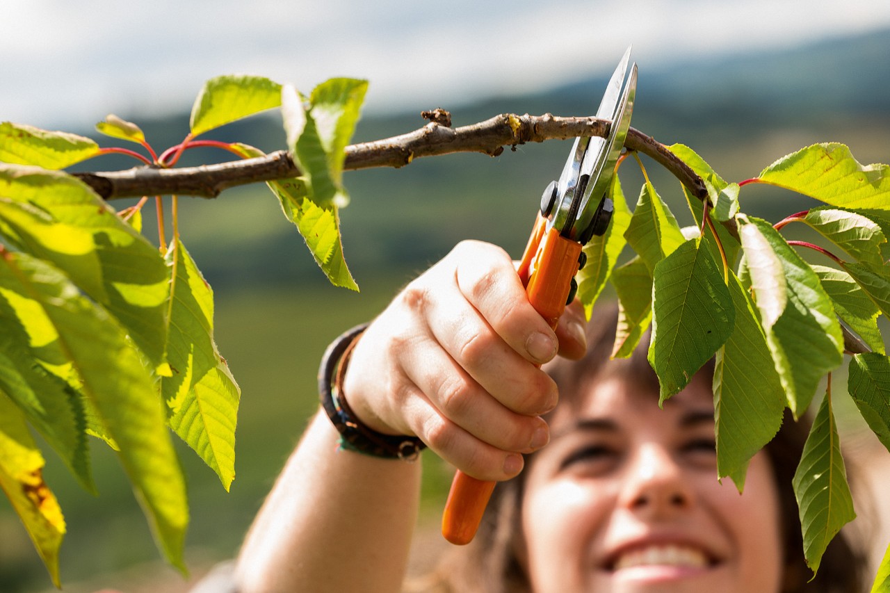 A tree branch being cut by a woman with STIHL secateurs