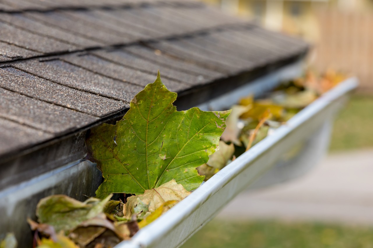 Close-up of a gutter that is blocked with leaves