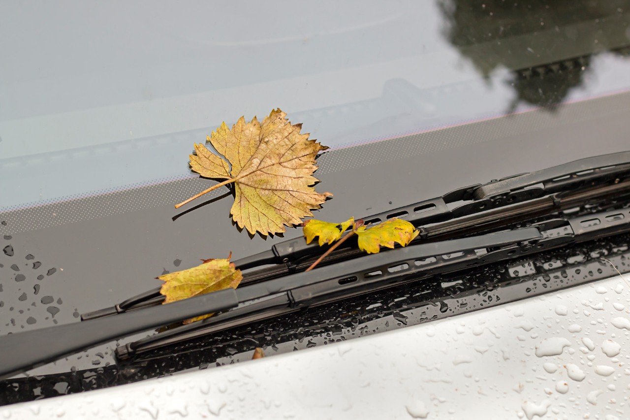 Close-up of yellow leaves on the windscreen and wipers of a car