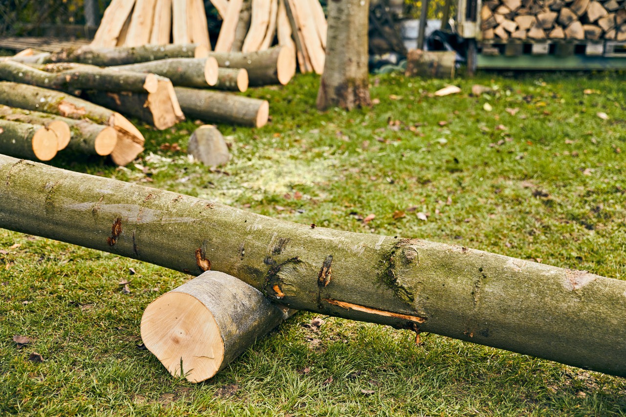 A long trunk positioned in the V-shaped notch of a cutting stand made from a log.