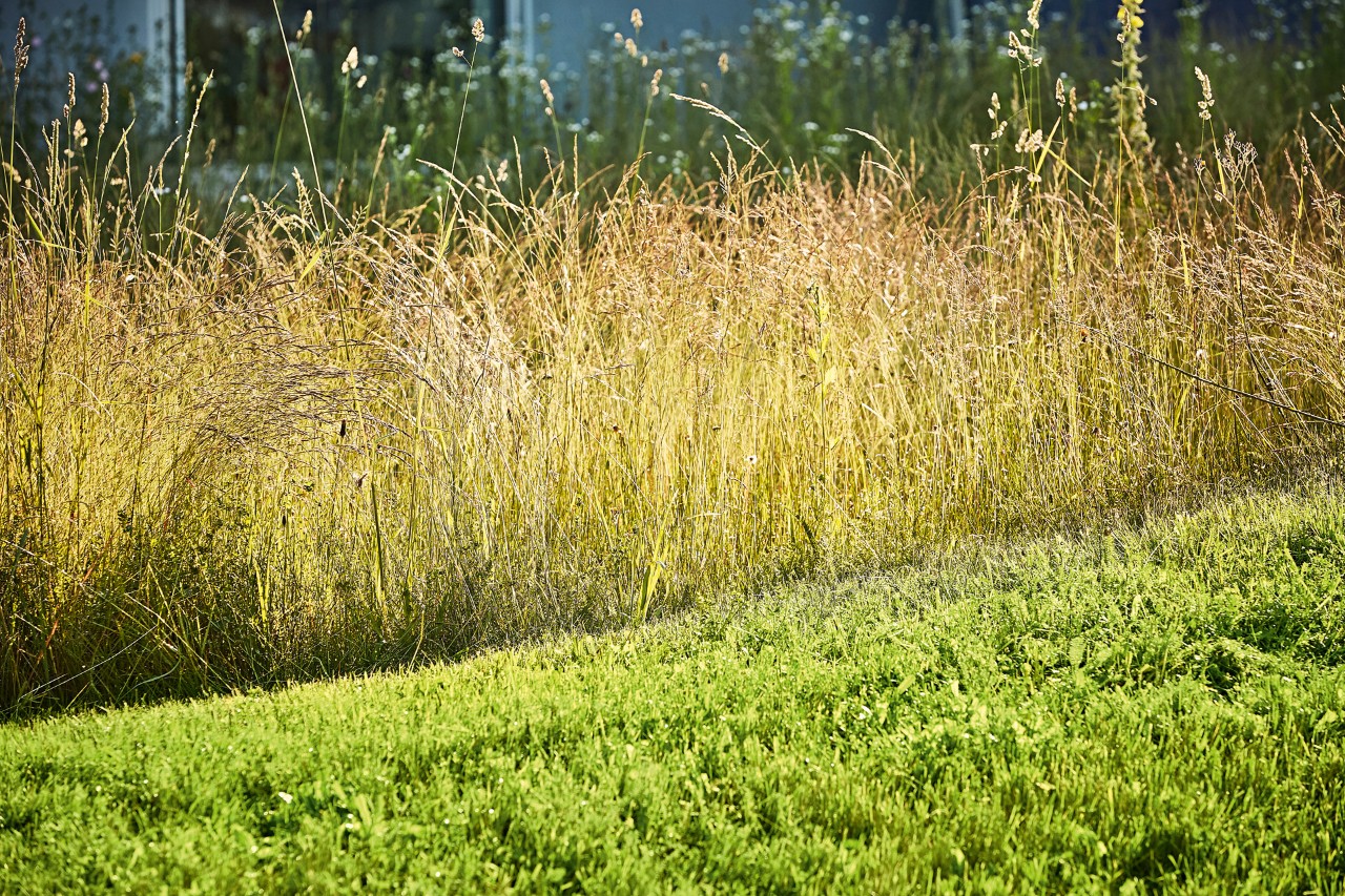 Trimmed grass in the foreground, with long, unruly brush behind it.