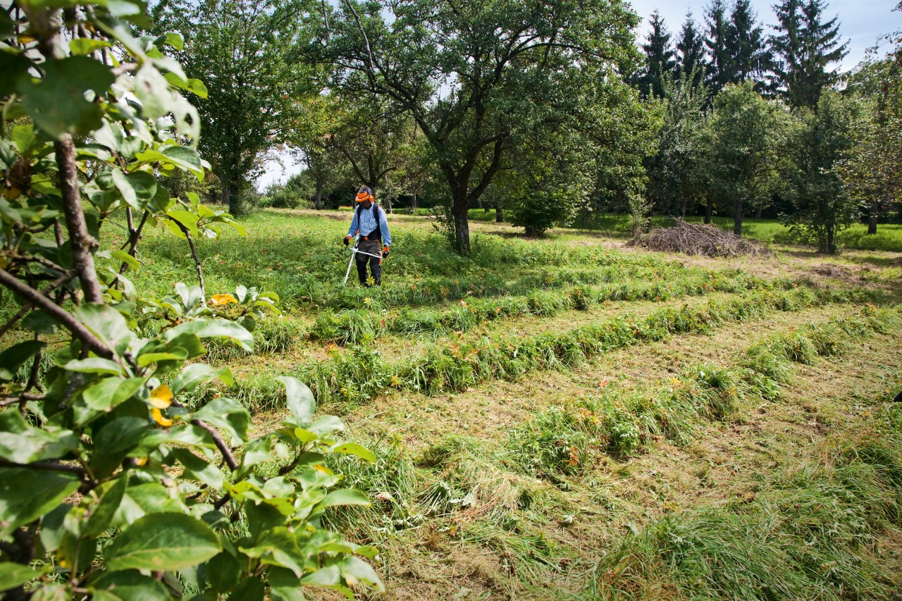 A person cutting grass on a slope, working in strips with the STIHL FS 240 grass