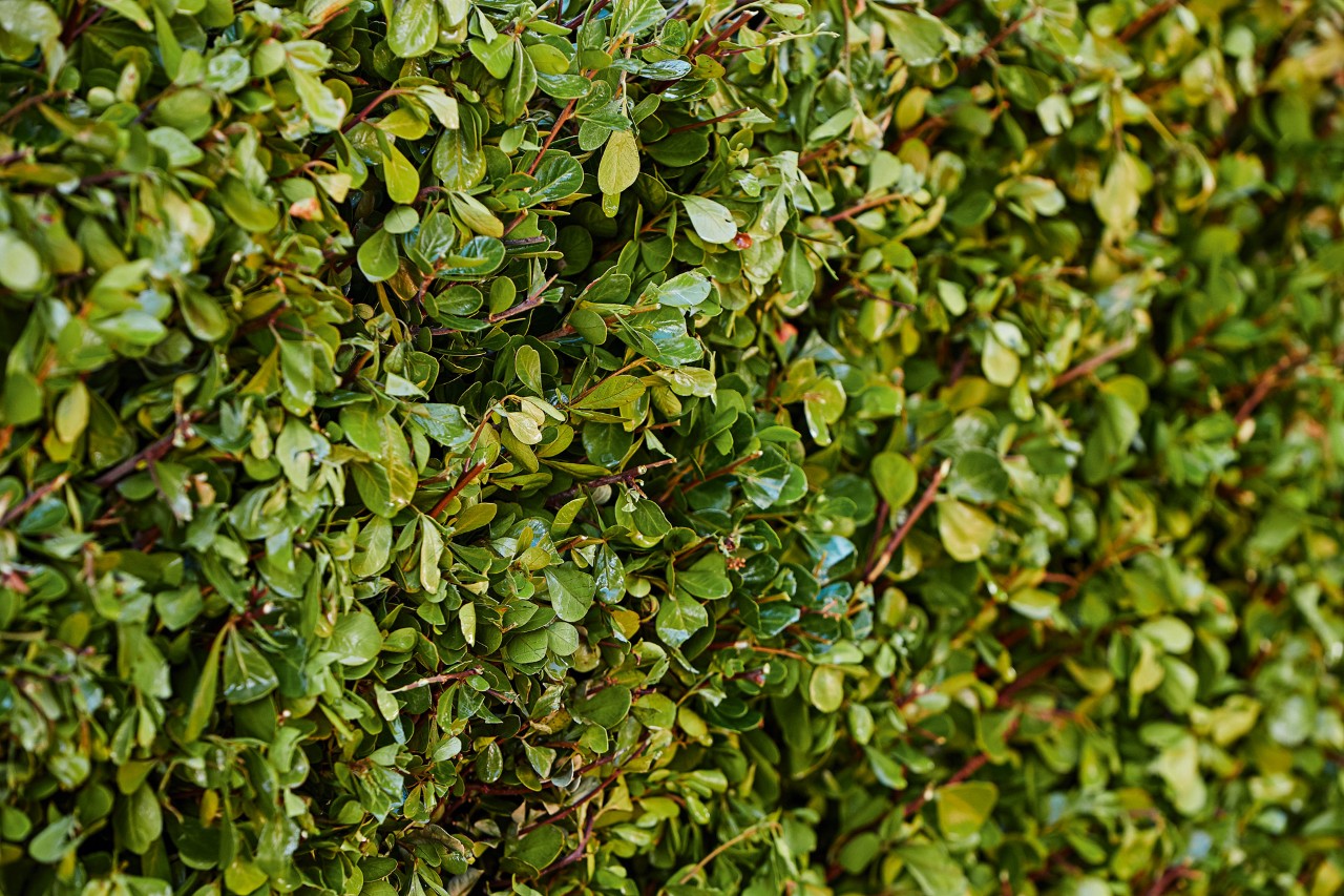 Close-up of the trimmed vertical face of a green hedge